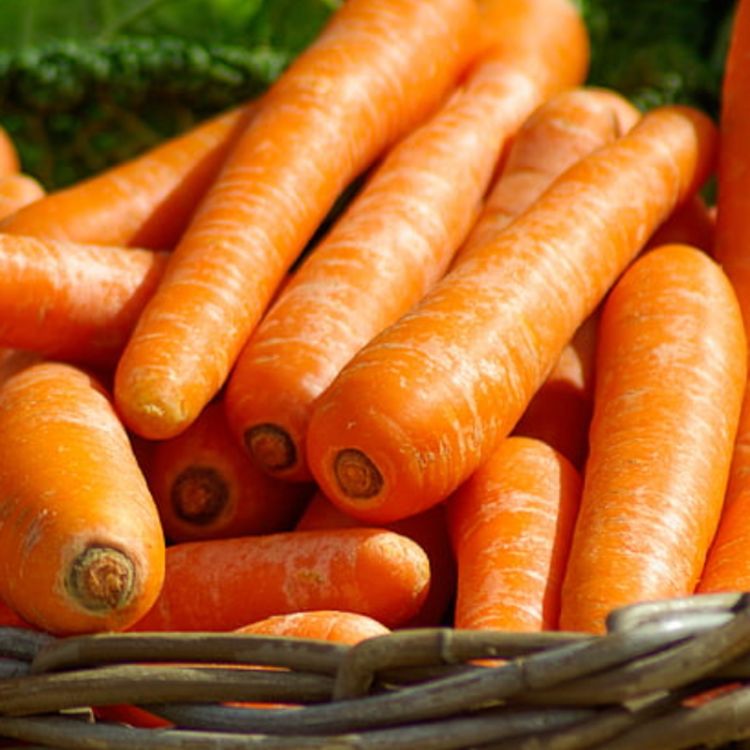 cover art for Carrot (okaadaak) - Anishinaabe WOTD