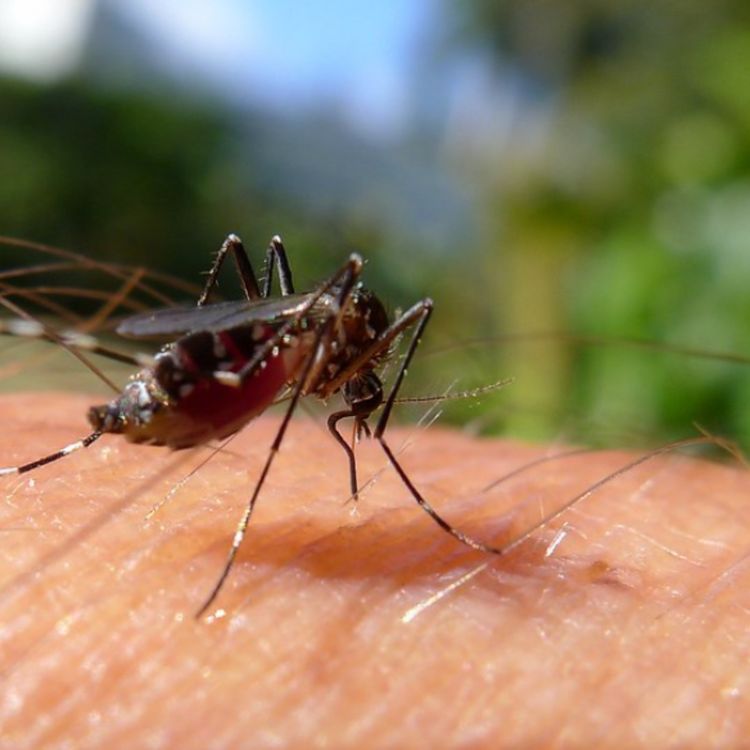 cover art for Mosquito (zagime) - Anishinaabe WOTD