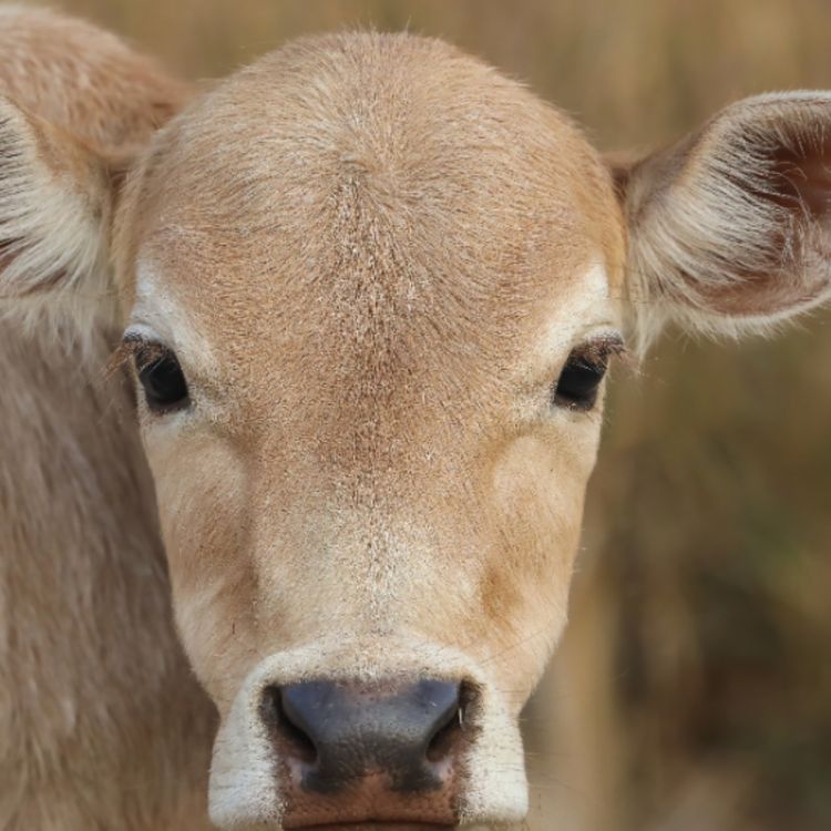 cover art for Calf (bizhikiins) - Anishinaabe WOTD