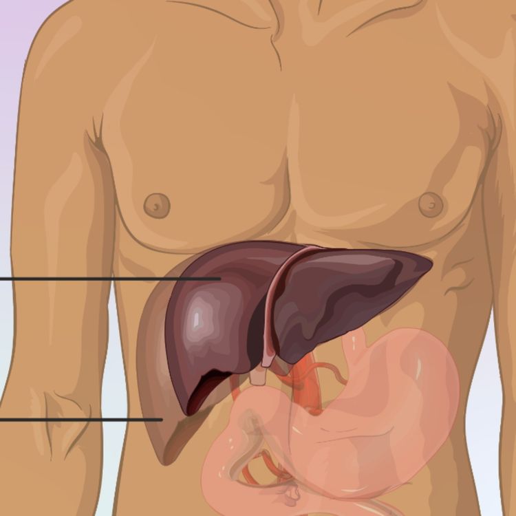 cover art for Liver (nikon) - Anishinaabe WOTD