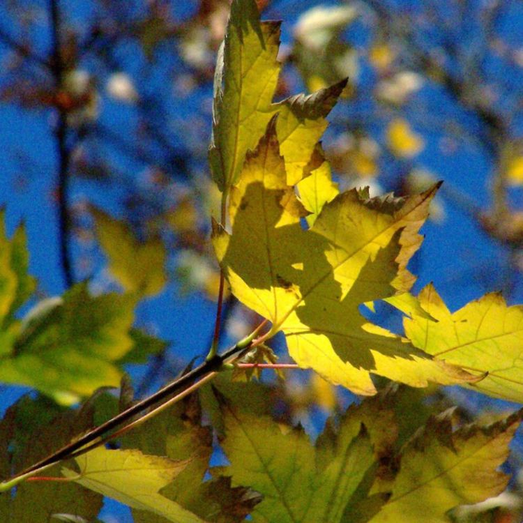 cover art for Maple (aninaatig ) - Anishinaabe WOTD