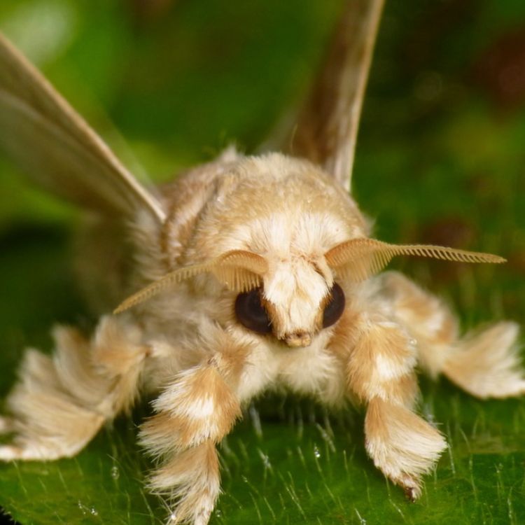 cover art for Moth (maamaangwaas) - Anishinaabe WOTD