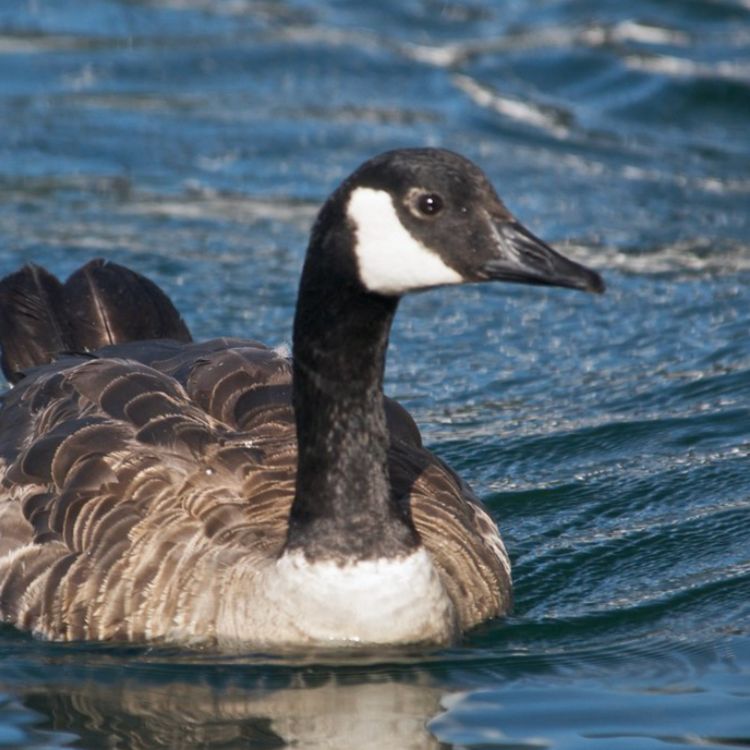 cover art for Canadian goose (nika) - Anishinaabe WOTD