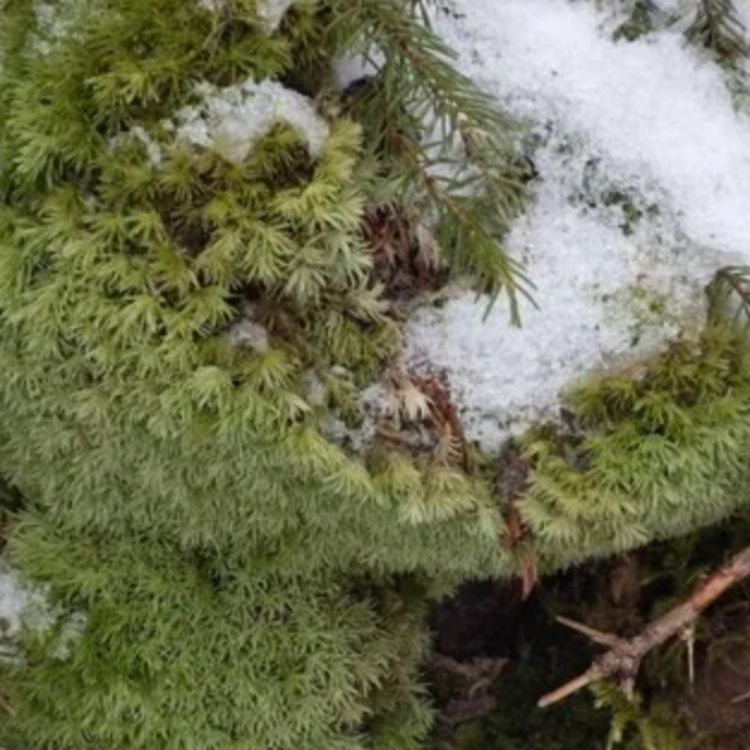 cover art for Moss (aasaakwamig) - Anishinaabe WOTD