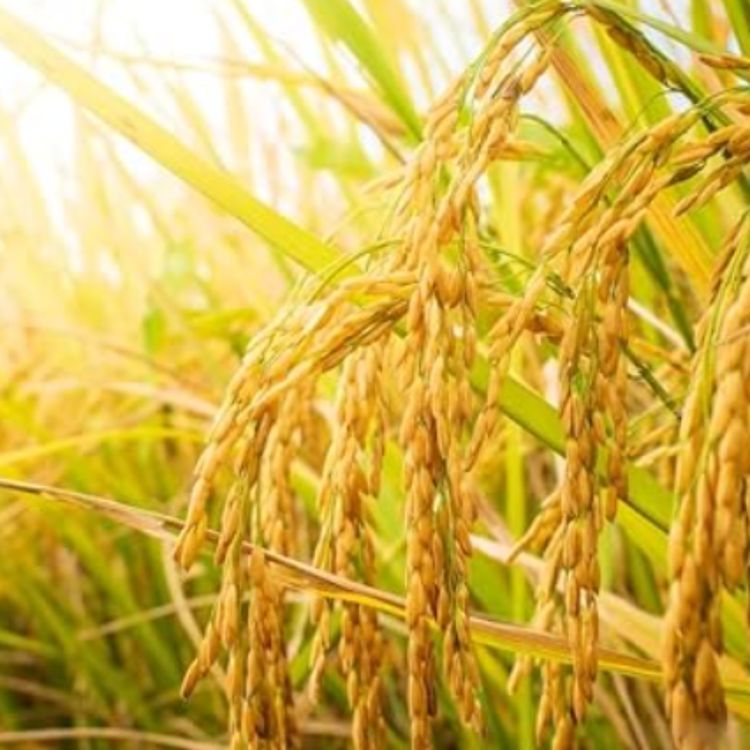 cover art for Rice (manoomin) - Anishinaabe WOTD