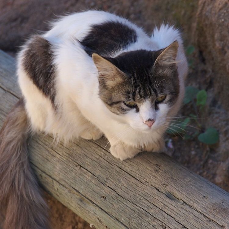 cover art for Cat (gaazhagens)