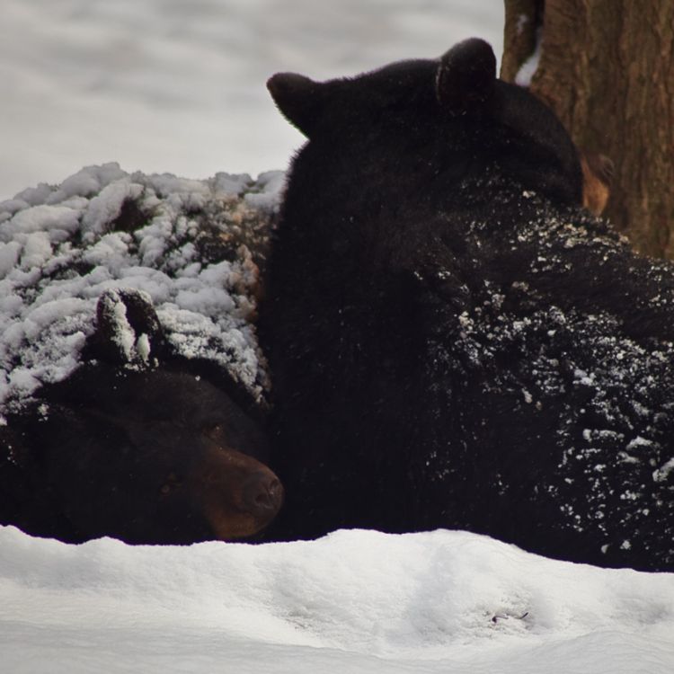 cover art for Bear sleeping in winter (away makwa giinibaa biboon)