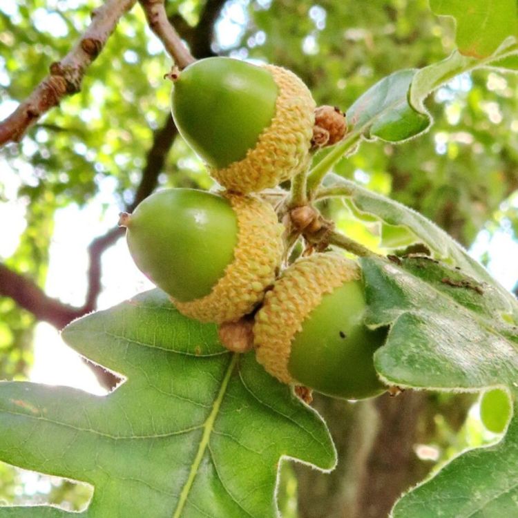 cover art for Oak (mitigomizh) - Anishinaabe WOTD