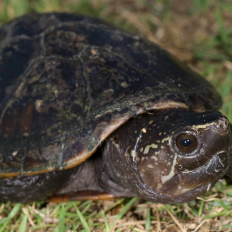 cover art for Mud turtle (miskwaadesi) - Anishinaabe WOTD
