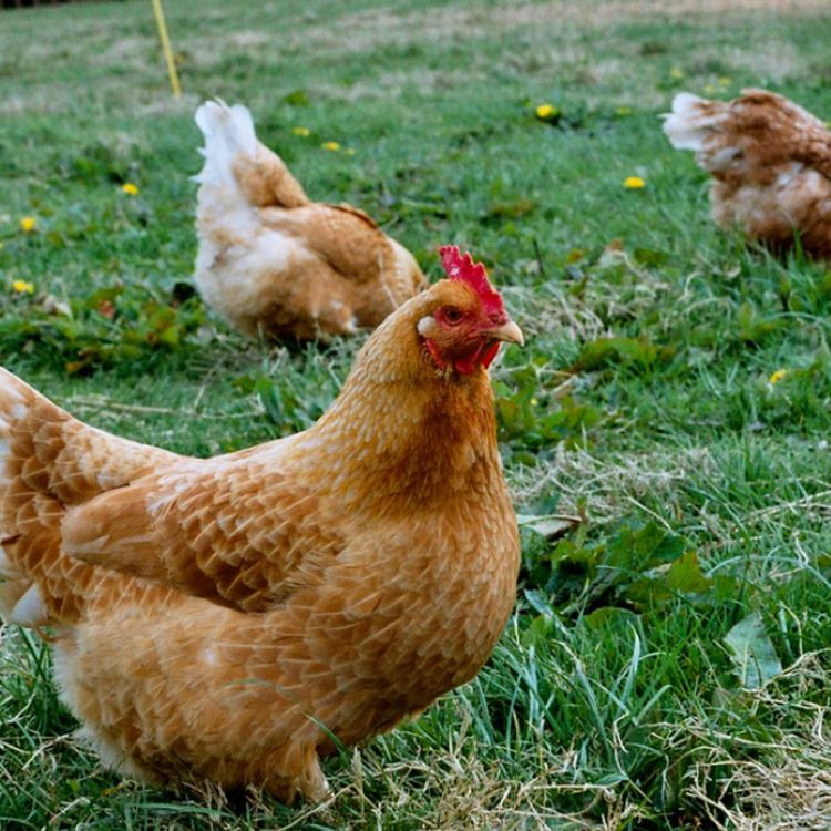 cover art for Chicken (baaka'aakwenh) - Anishinaabe WOTD