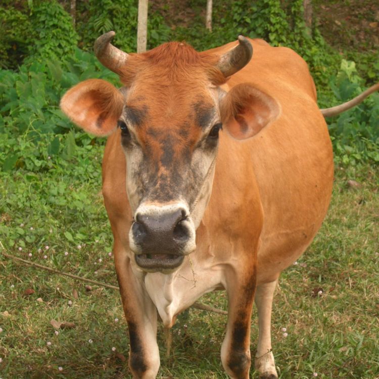 cover art for Cow (bizhikii) - Anishinaabe WOTD