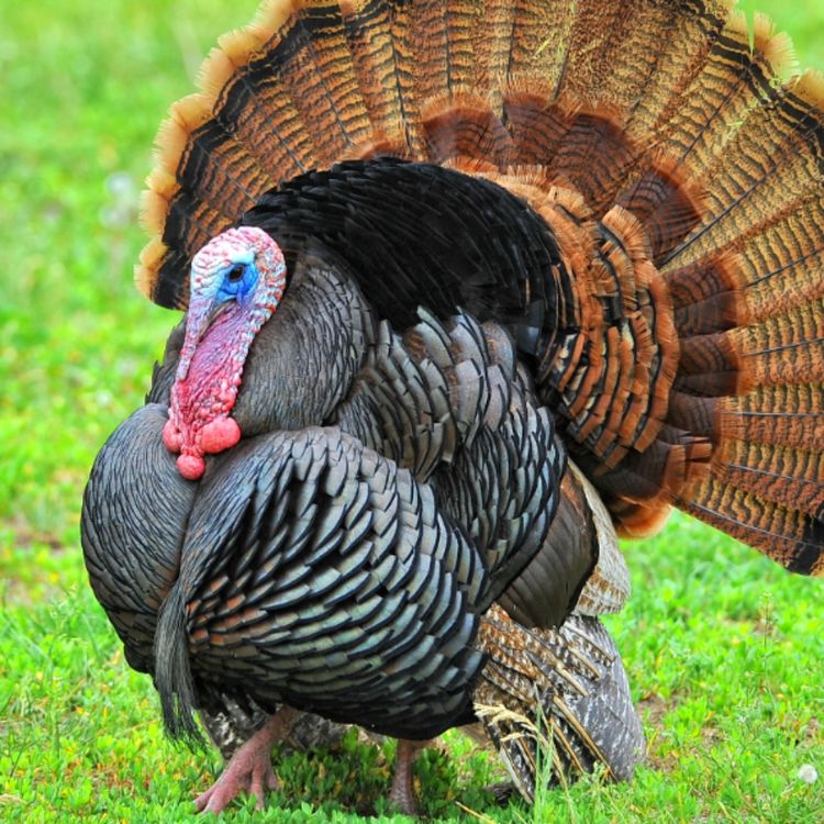 cover art for Turkey (mizise) - Anishinaabe WOTD