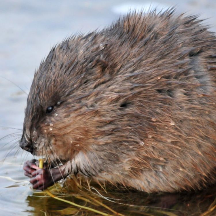 cover art for Muskrat (wazhashk) - Anishinaabe WOTD