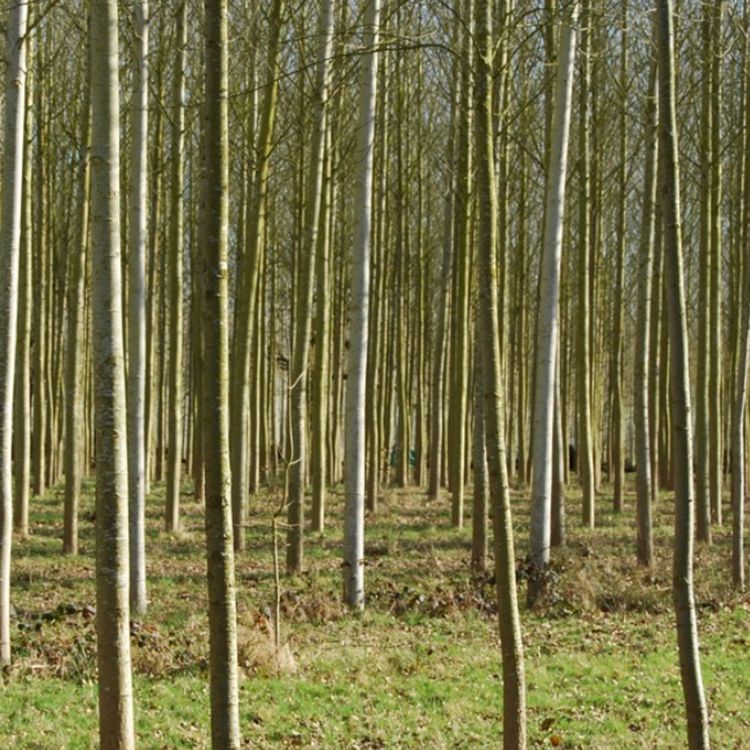 cover art for Poplar (azaadi) - Anishinaabe WOTD