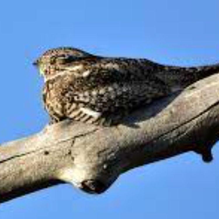 cover art for Nighthawk (dibika gekek) - Anishinaabe WOTD