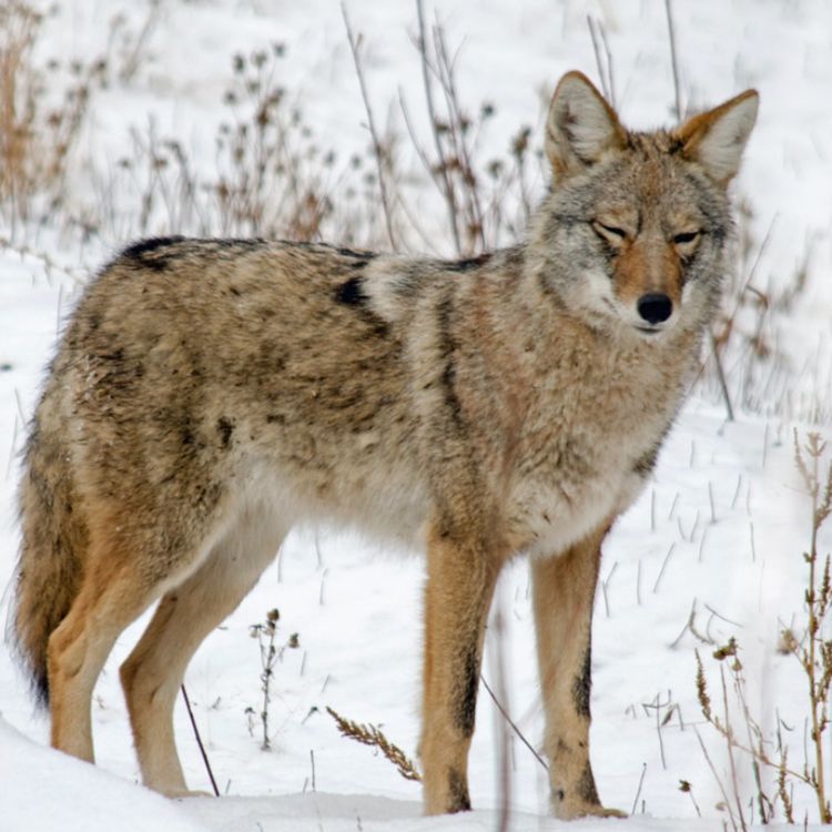 cover art for Coyote (wiisagi ma'iingan) - Anishinaabe WOTD