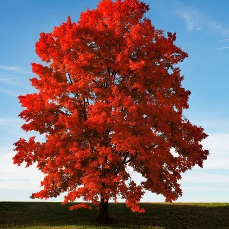 cover art for Red Maple (misko aninaatig) - Anishinaabe WOTD