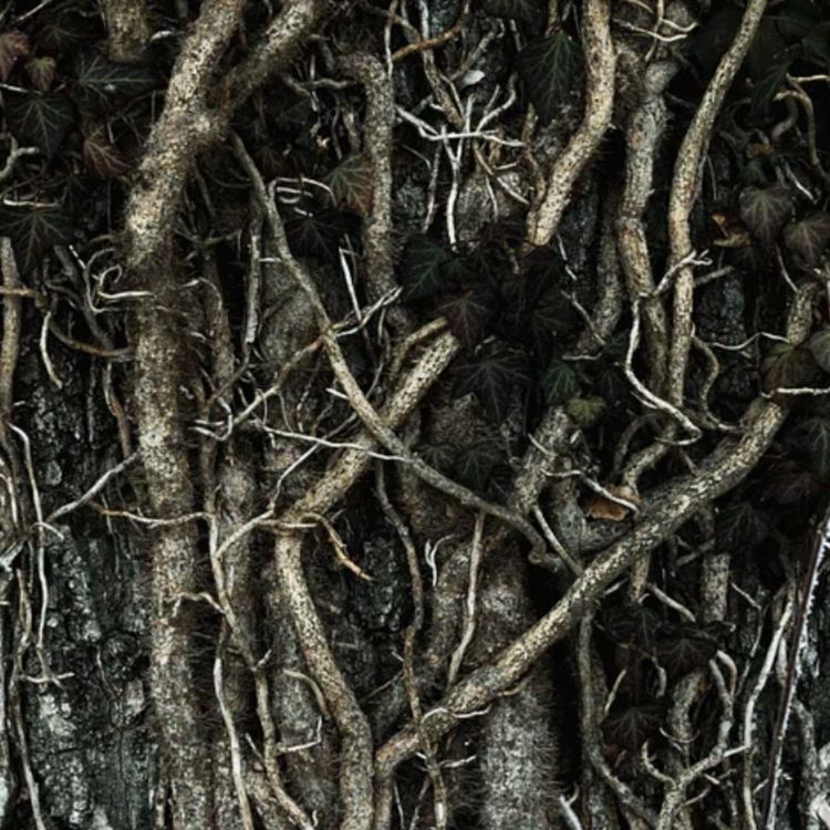 cover art for Roots (ojiibik) - Anishinaabe WOTD