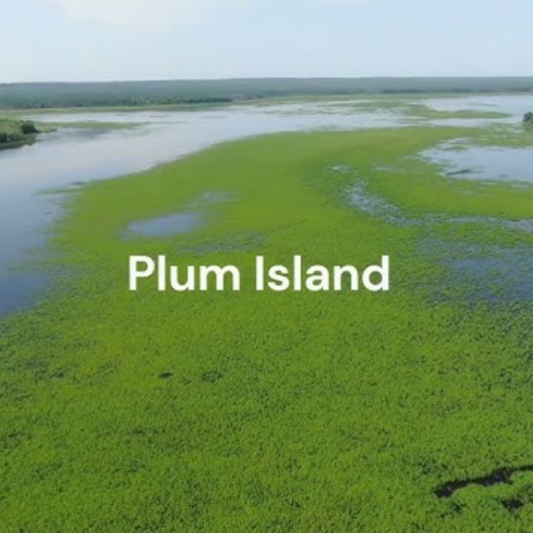 cover art for Plum Island (bagesaan minis) - Anishinaabe WOTD