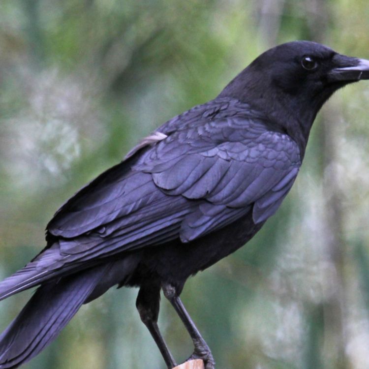 cover art for Crow (aandeg) - Anishinaabe WOTD