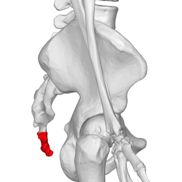 cover art for Tail bone (inzowkan)