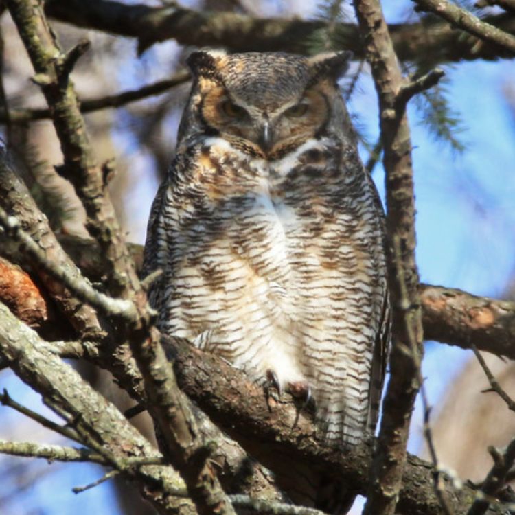cover art for Owl (gookooko'oo) - Anishinaabe WOTD