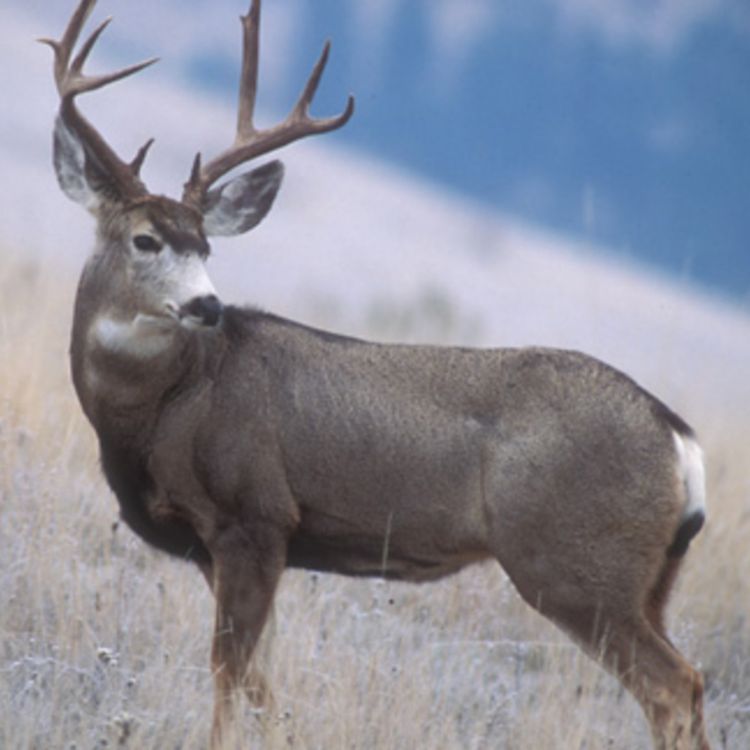 cover art for Deer (waawaashkeshi) - Anishinaabe WOTD