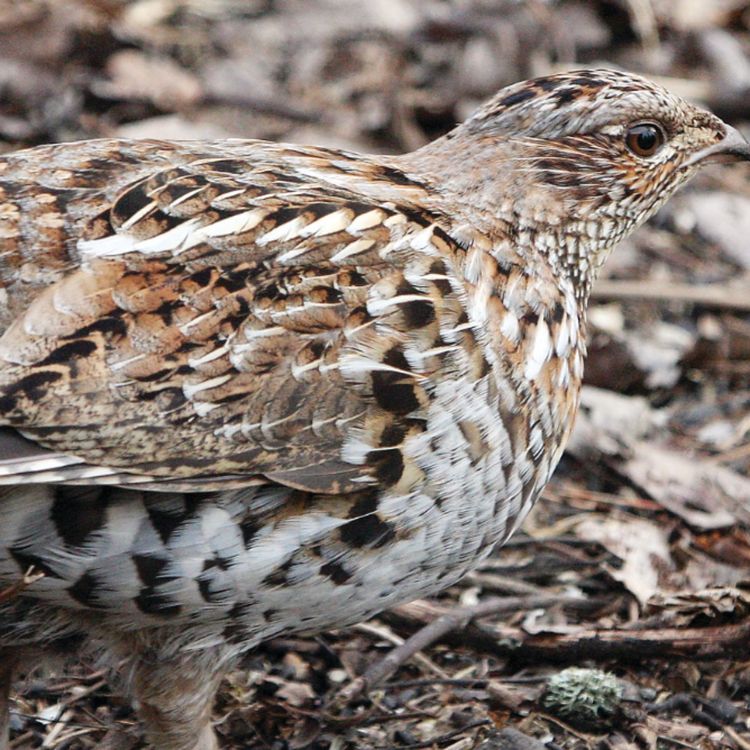cover art for Partridge (bine) - Anishinaabe WOTD