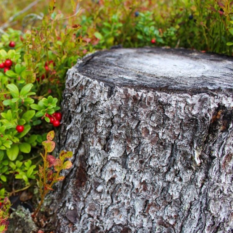 cover art for Stump (giishkanakad) - Anishinaabe WOTD