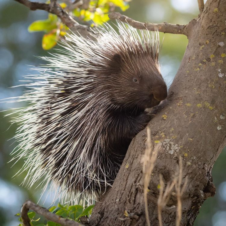 cover art for Porcupine (gaag) - Anishinaabe WOTD