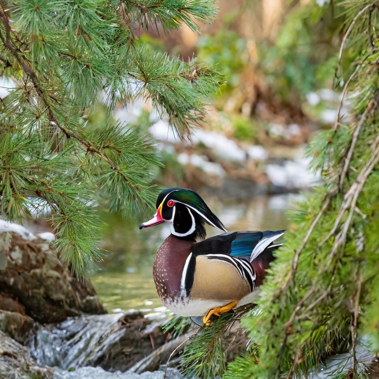 cover art for Wood Duck River (ziiamo ziibi) - Anishinaabe WOTD