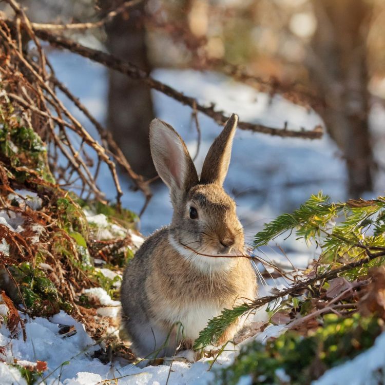 cover art for Rabbit (waabooz) - Anishinaabe WOTD