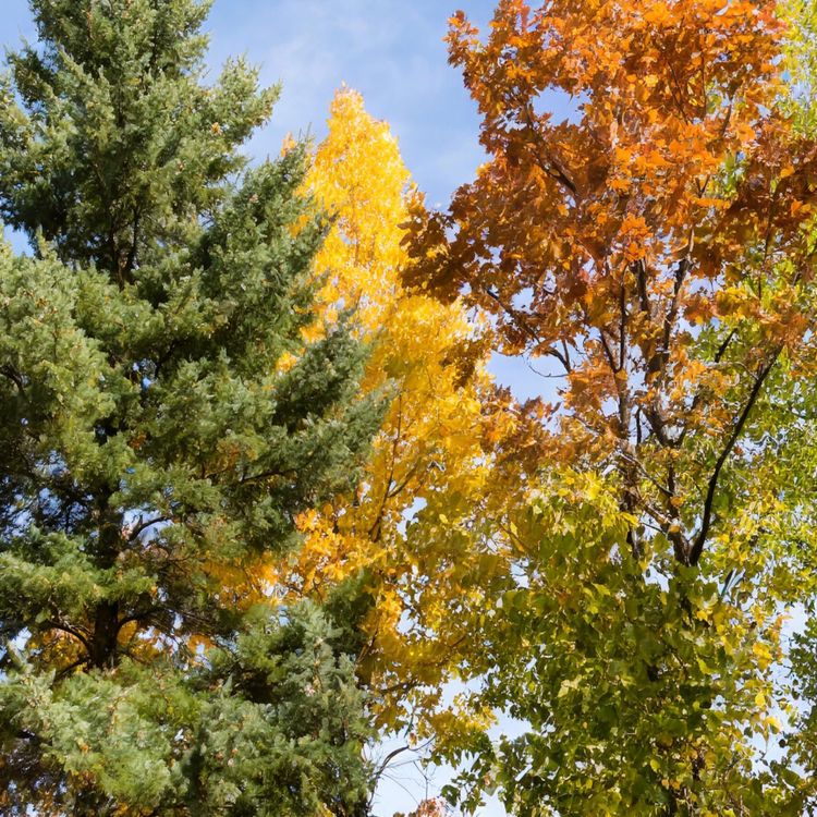 cover art for Outside tree (agwajiing mitig) - Anishinaabe WOTD