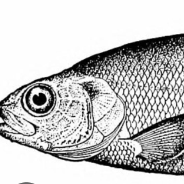 cover art for Whitefish (adikameg) - Anishinaabe WOTD