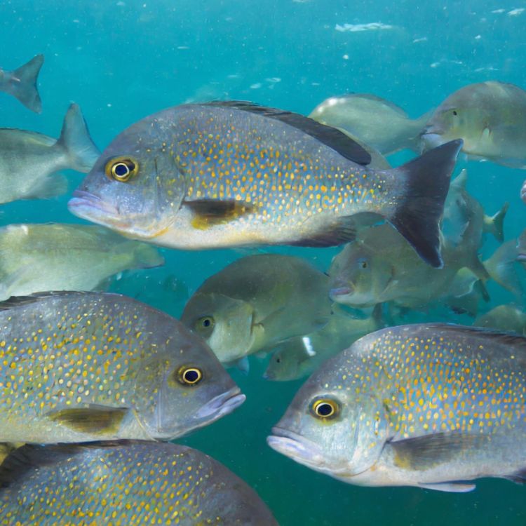 cover art for Sunfish (agwadaashi) - Anishinaabe WOTD