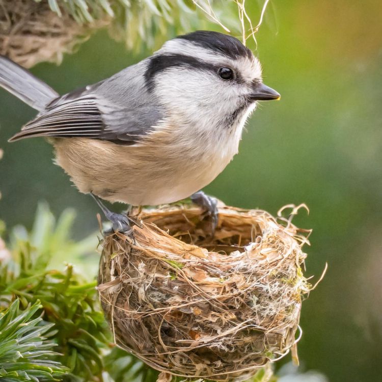 cover art for Chickadee (gijigijigaaneshiinh) - Anishinaabe WOTD