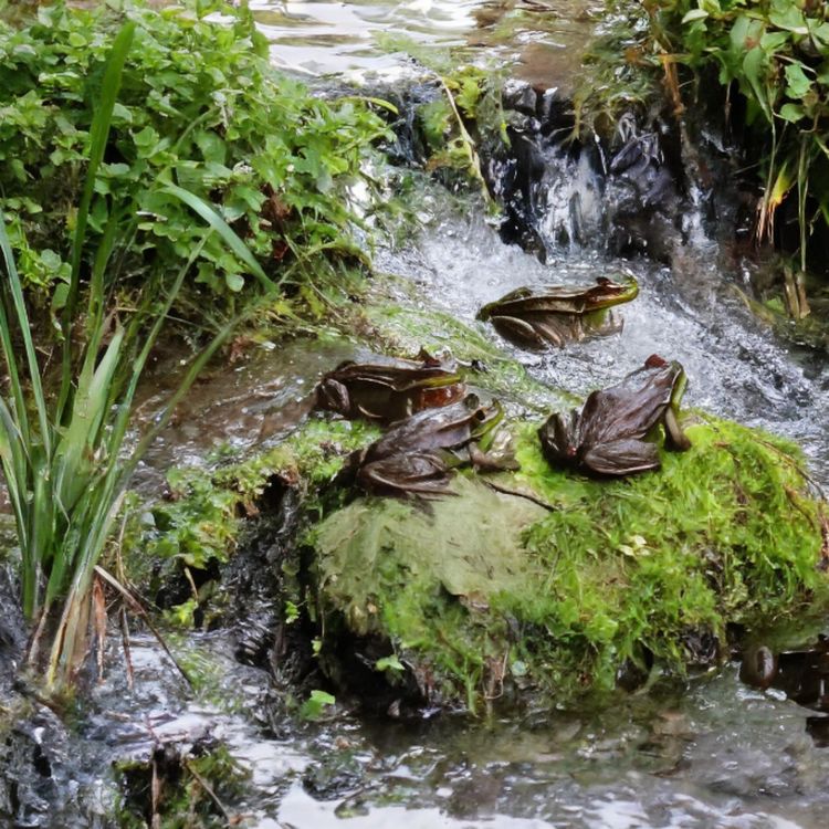 cover art for Frog Creek (omagakii ziibii) - Anishinaabe WOTD