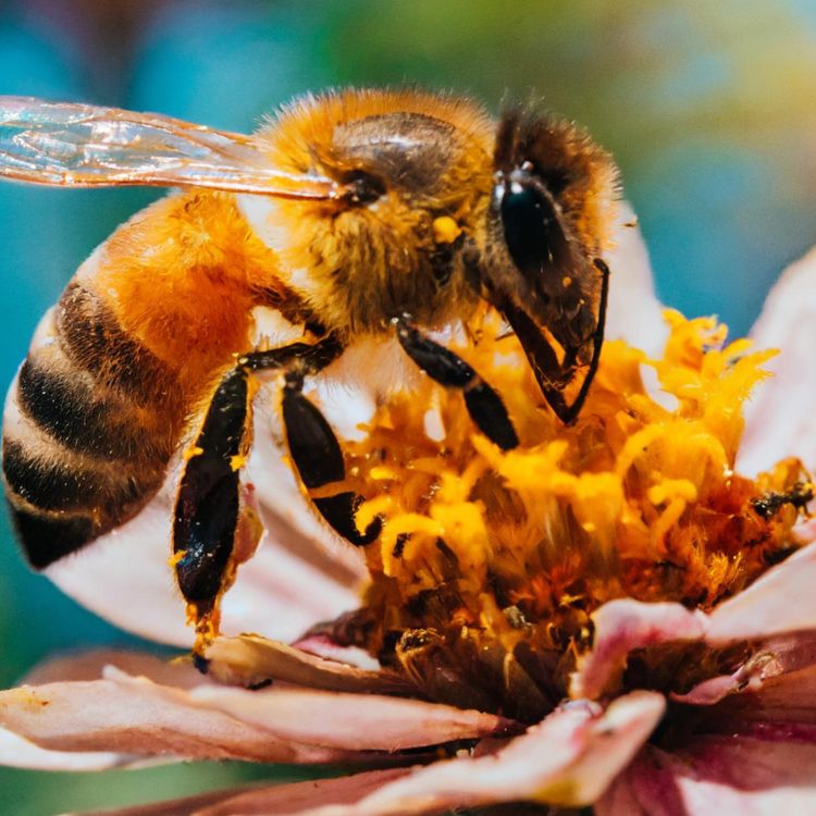 cover art for Bee (amoo) - Anishinaabe WOTD