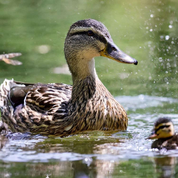 cover art for Duck (zhiishiib) - Anishinaabe WOTD