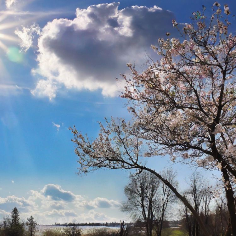 cover art for Spring (ziigwan) - Anishinaabe WOTD