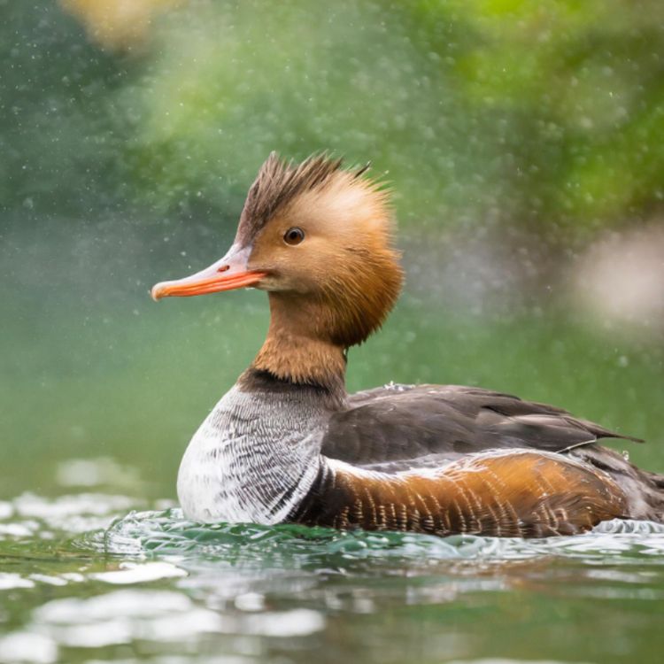 cover art for Merganser (anzig) - Anishinaabe WOTD