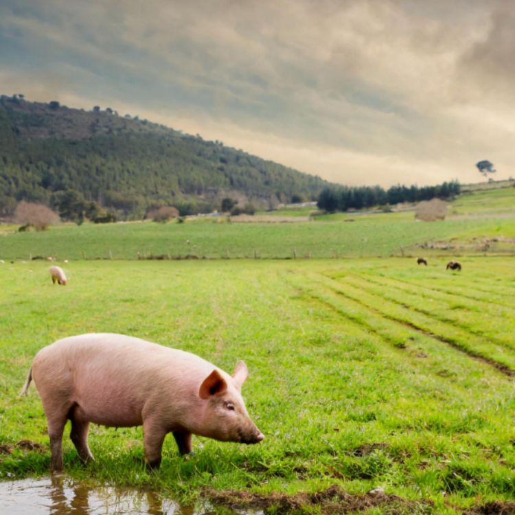 cover art for Pig (gookoosh) - Anishinaabe WOTD