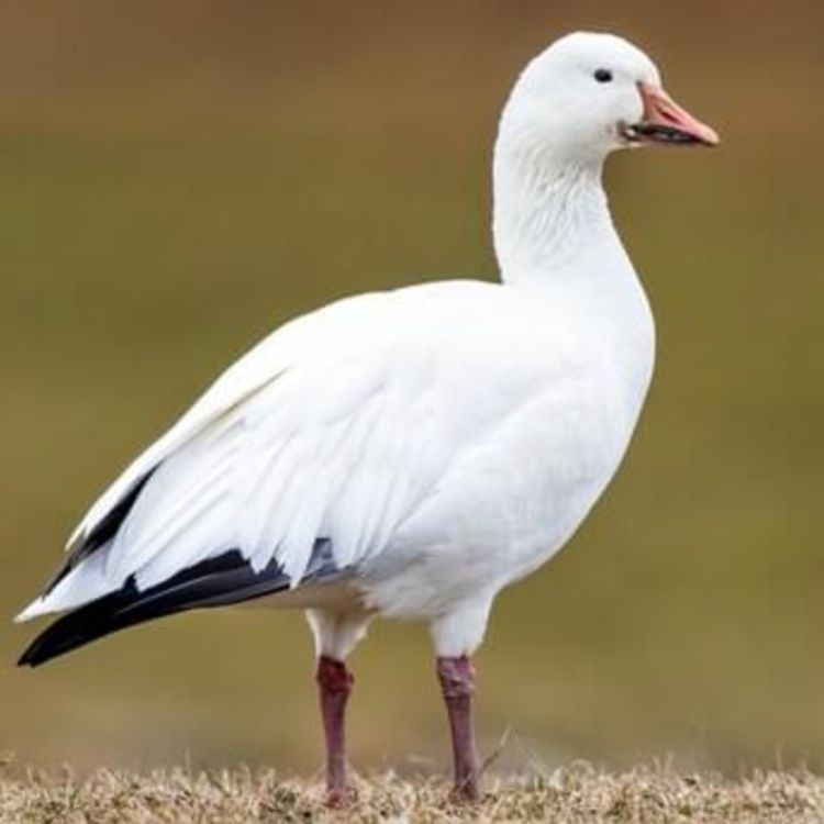 cover art for Snow goose (wewe) - Anishinaabe WOTD