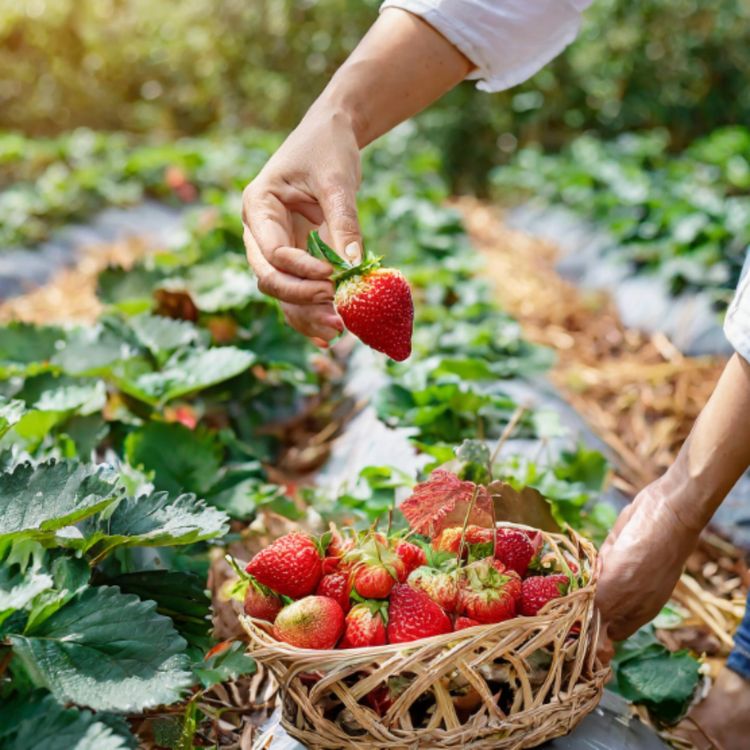 cover art for Strawberry (ode'imin) - Anishinaabe WOTD