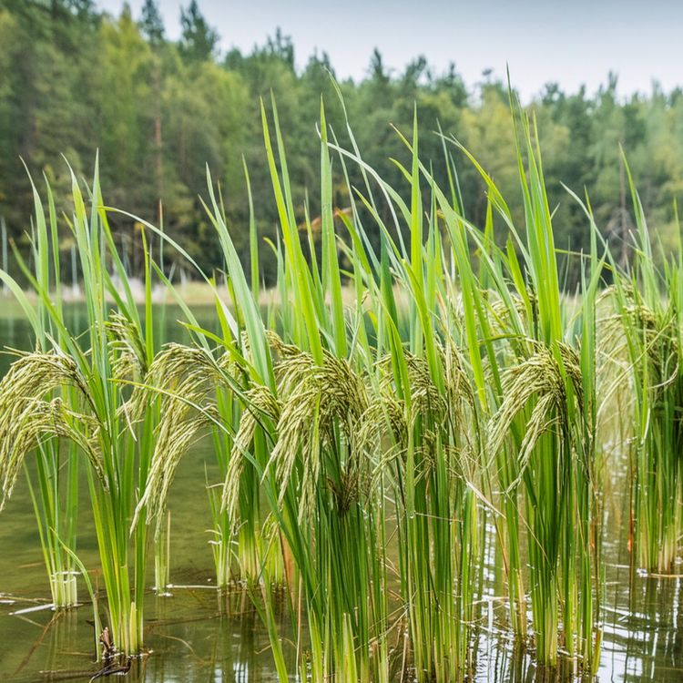 cover art for Wild rice (manoomin) - Anishinaabe WOTD