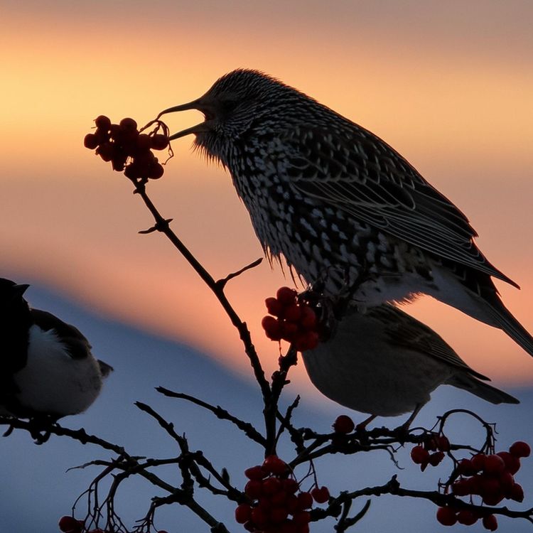 cover art for Choke cherries (asasawayminaan)