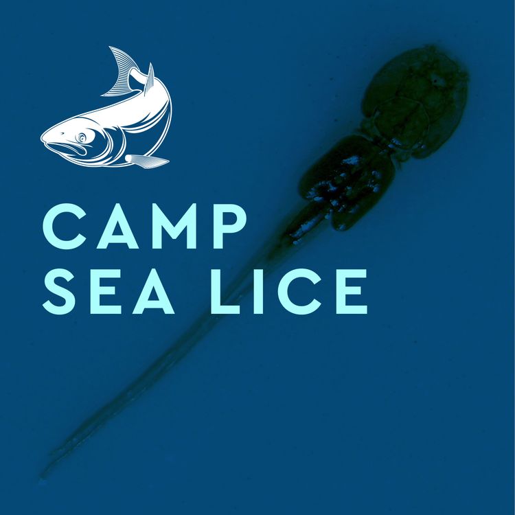 cover art for Camp Sea Lice