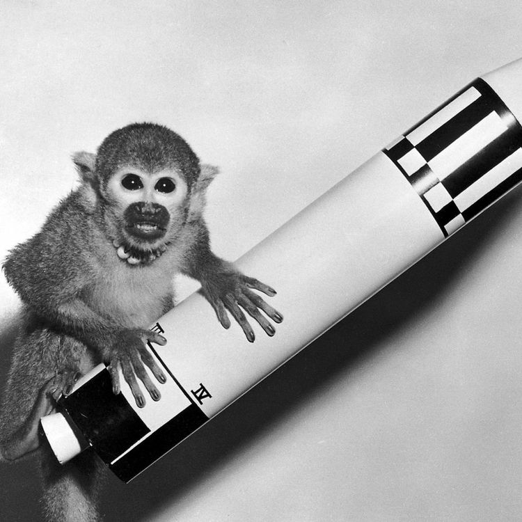 cover art for The Pioneering Animals of Space Travel