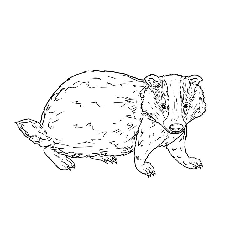 cover art for Heligan's Badger - Steve Backshall