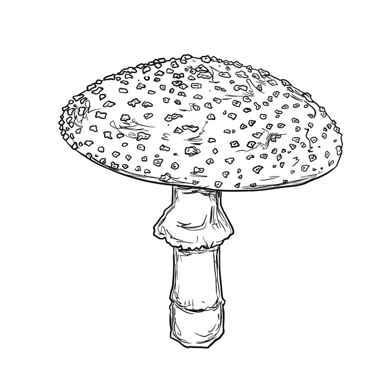 cover art for Heligan's Fly Agaric Fungus - Merlin Sheldrake